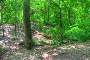 Audobon trees